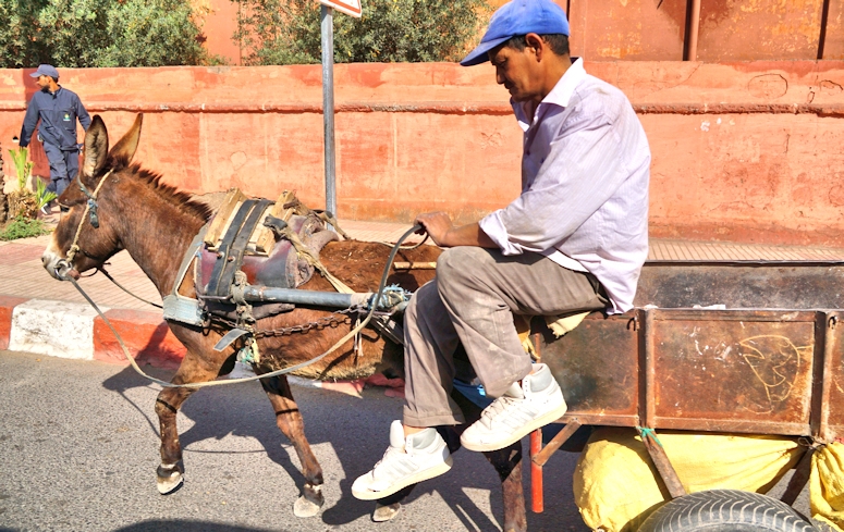 All-purpose donkey, Marrakesh