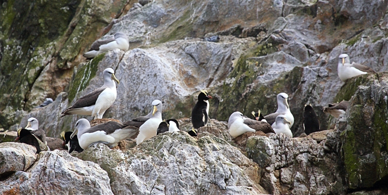 Bounties 0965 m Salvins Albatross or Salvins Mollymawk Thalassarche salvini & Erect Crested Penguin Eudyptes sclateri