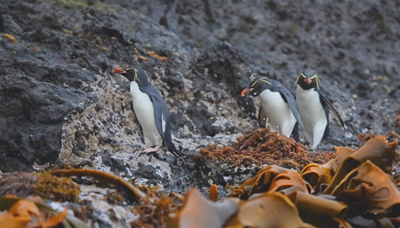 CarnleyHarbour 0273 m Southern rockhopper penguin Eudyptes chrysocome