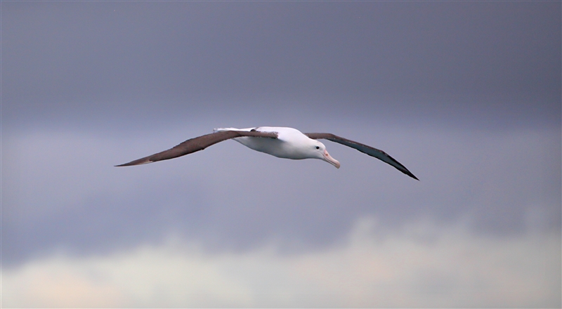 Chumming 1192 m Northern Royal Albatross Diomedea sanfordi