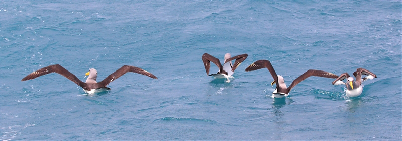 Chumming 1386 m Chatham Albatross Thalassarche eremita