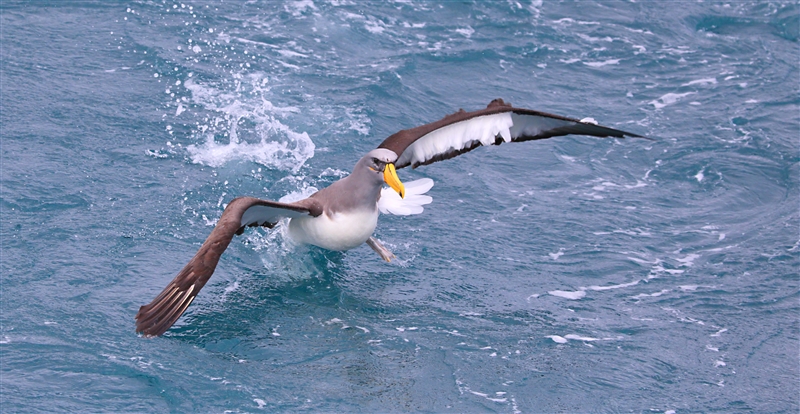 Chumming 1399 m Chatham Albatross Thalassarche eremita