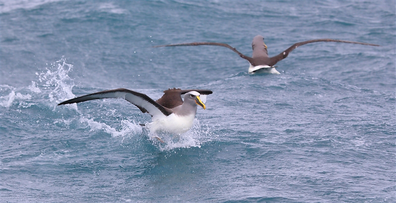 Chumming 1417 m Bullers Albatross Thalassarche bulleri