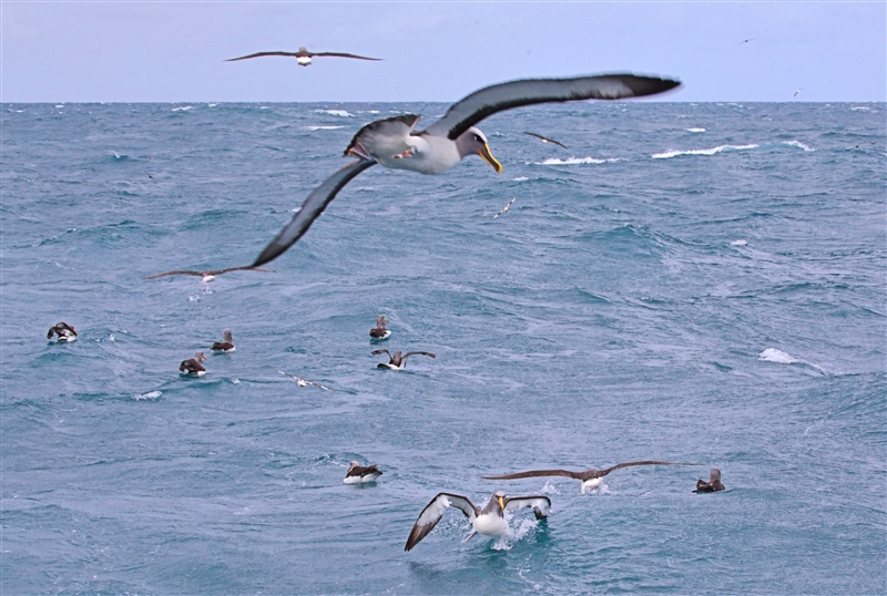 Chumming 1444 m Chatham Albatross Thalassarche eremita & Bullers Albatross Thalassarche bulleri & Others