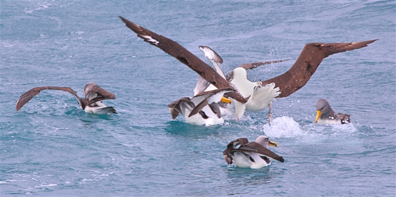 Chumming 1447 m Northern Royal Albatross Diomedea sanfordi & Chatham Albatross Thalassarche eremita & Others