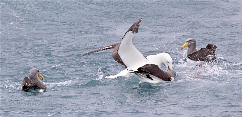 Chumming 1448 m Northern Royal Albatross Diomedea sanfordi & Chatham Albatross Thalassarche eremita