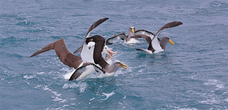Chumming 1452 m Northern Royal Albatross Diomedea sanfordi & Chatham Albatross Thalassarche eremita & Others