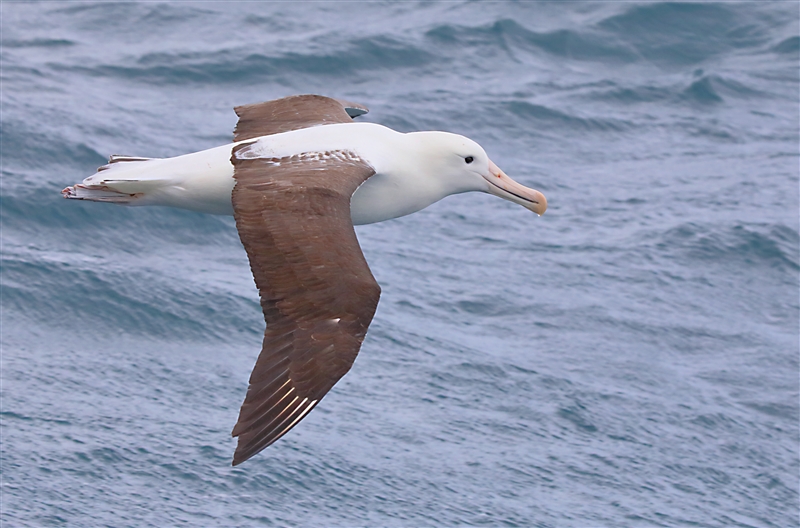 Chumming 1479 m Northern Royal Albatross Diomedea sanfordi