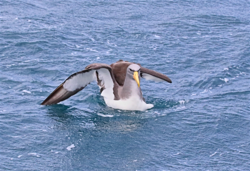 Chumming 1486 m Chatham Albatross Thalassarche eremita