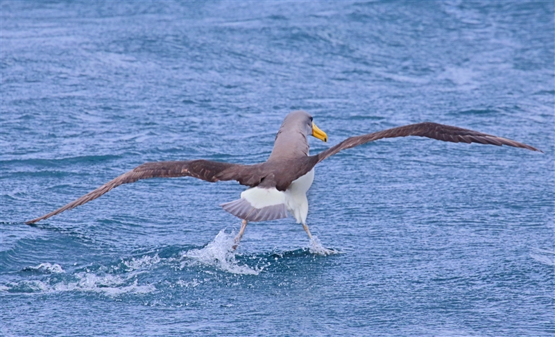 Chumming 1492 m Chatham Albatross Thalassarche eremita