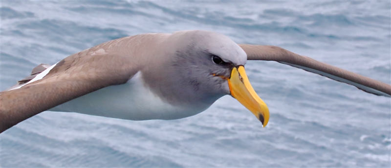 Chumming 1498 m Chatham Albatross Thalassarche eremita