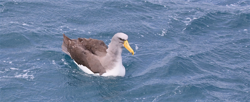 Chumming 1501 m Chatham Albatross Thalassarche eremita