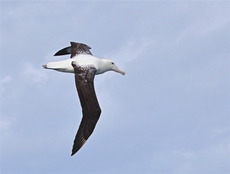 Chumming 1512 m Northern Royal Albatross Diomedea sanfordi