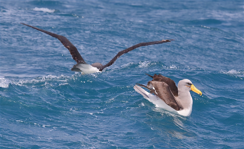 Chumming 1526 m Chatham Albatross Thalassarche eremita