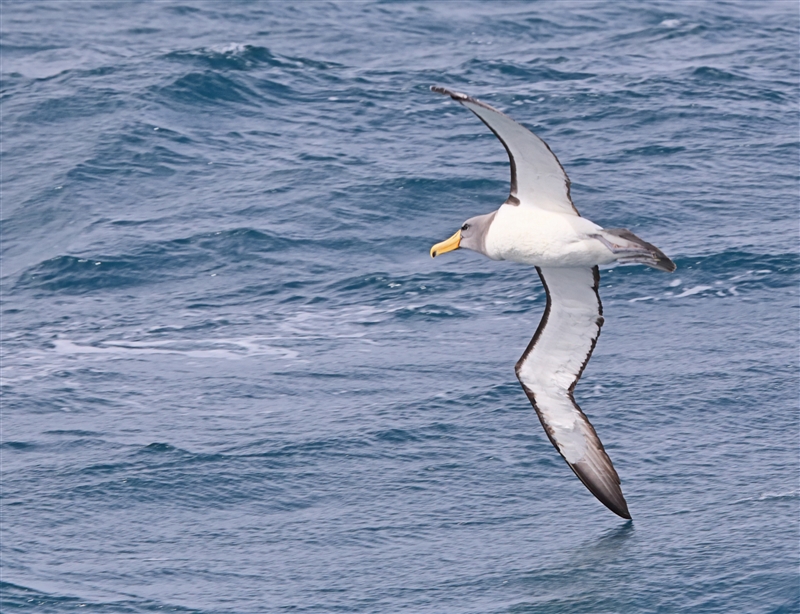 Chumming 1527 m Chatham Albatross Thalassarche eremita