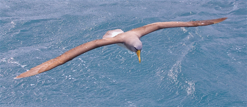 Chumming 1539 m Chatham Albatross Thalassarche eremita
