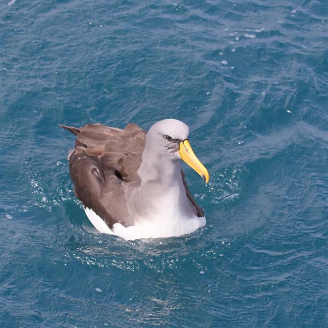 Chumming 1554 m Chatham Albatross Thalassarche eremita