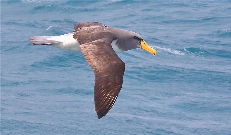 Chumming 1555 m Chatham Albatross Thalassarche eremita