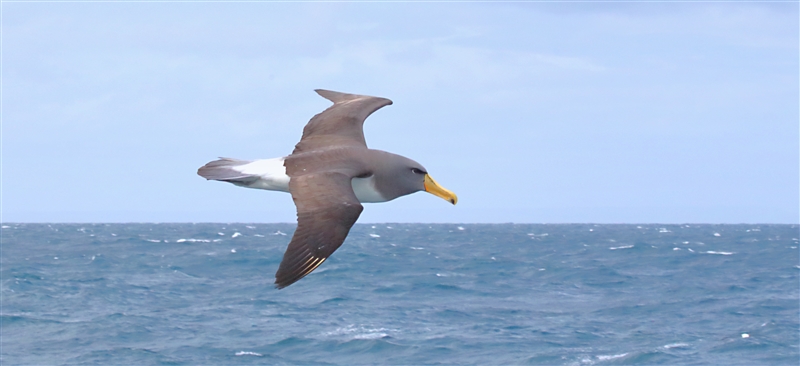 Chumming 1557 m Chatham Albatross Thalassarche eremita