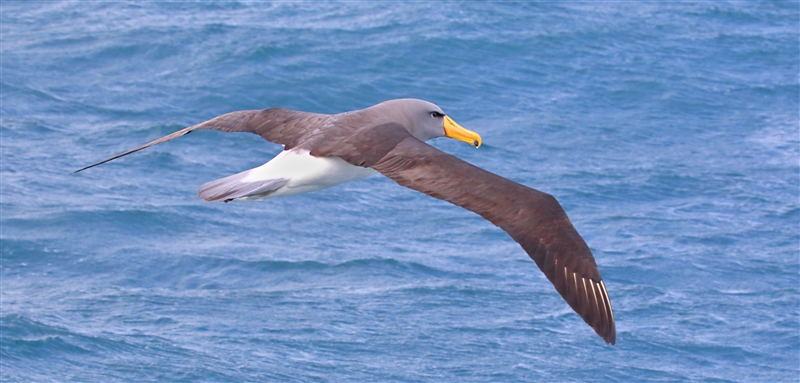 Chumming 1567 m Chatham Albatross Thalassarche eremita