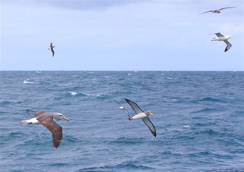 Chumming 1574 m Chatham Albatross Thalassarche eremita