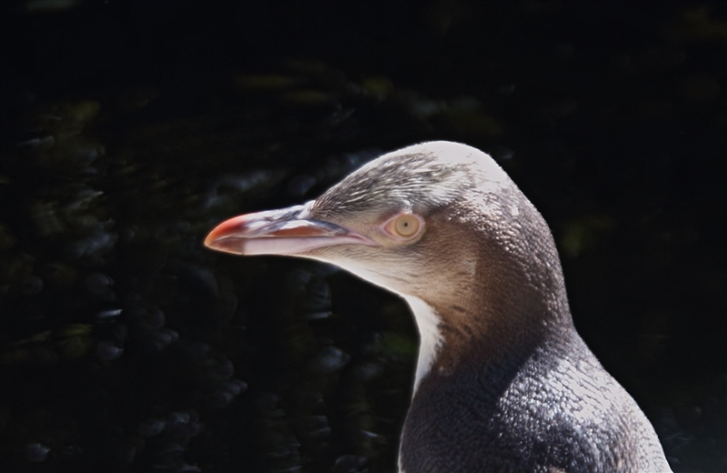 Dunedin OtagoPeninsular 2560 m Yellow Eyed Penguin Megadyptes antipodes Juvenile