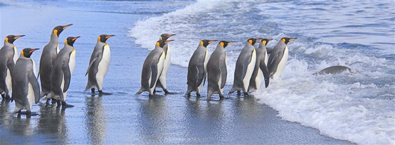 Macquarie Island 0367 m King Penguin Aptenodytes patagonicus