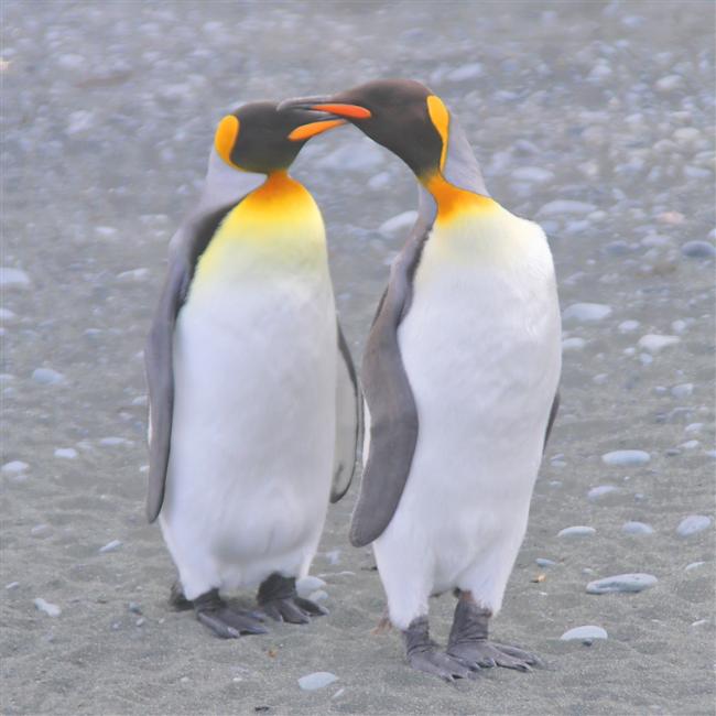 Macquarie Island 0387 m King Penguins Aptenodytes patagonicus