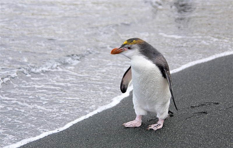Macquarie Island 0395 m Royal Penguin Eudyptes schlegeli