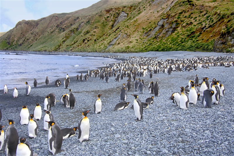 Macquarie Island 0406 m King Penguins Aptenodytes patagonicus