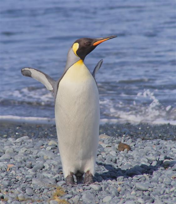 Macquarie Island 0473 m King Penguins Aptenodytes patagonicus
