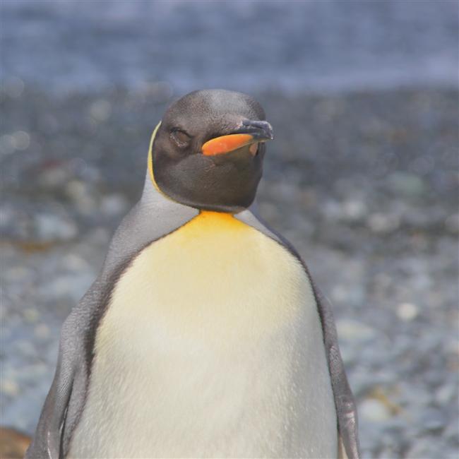 Macquarie Island 0474 m King Penguins Aptenodytes patagonicus