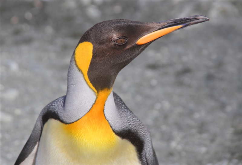 Macquarie Island 0496 m King Penguins Aptenodytes patagonicus