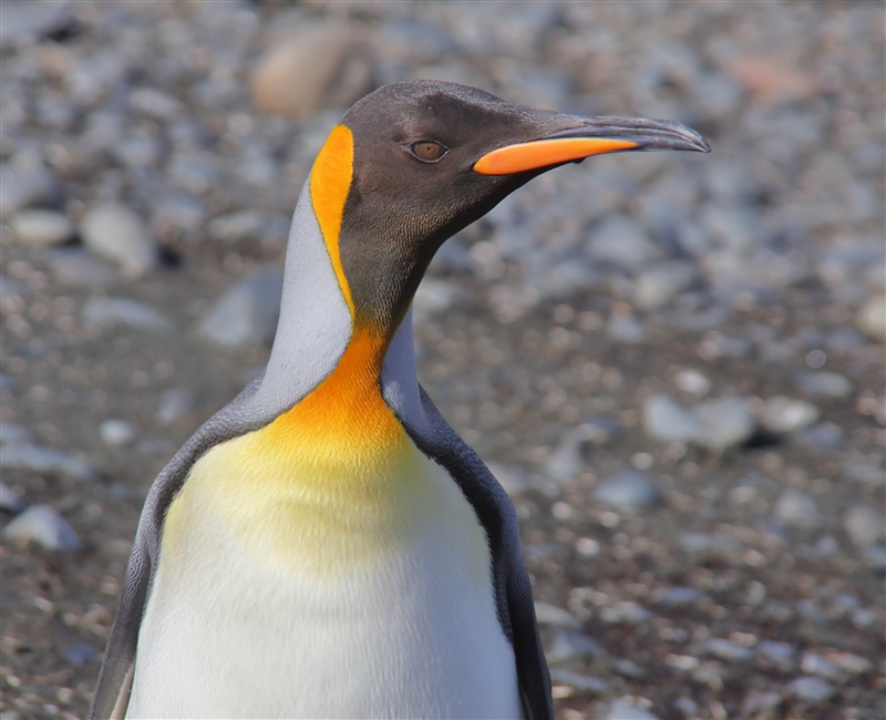 Macquarie Island 0504 m King Penguins Aptenodytes patagonicus Portrait