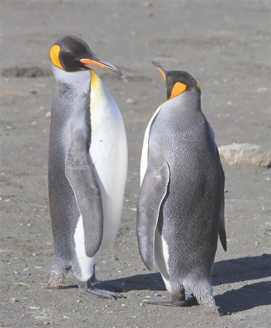 Macquarie Island 0529 m King Penguins Aptenodytes patagonicus