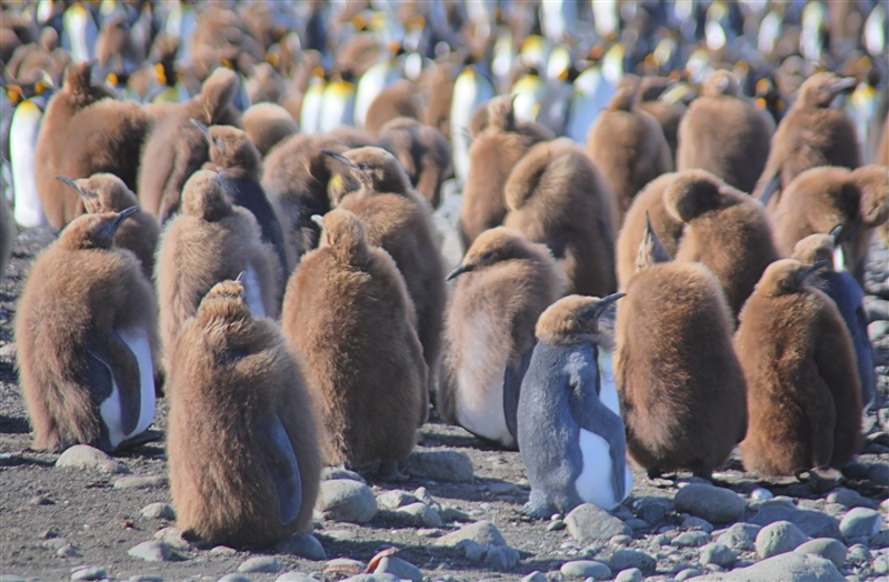 Macquarie Island 0542 m King Penguins Aptenodytes patagonicus
