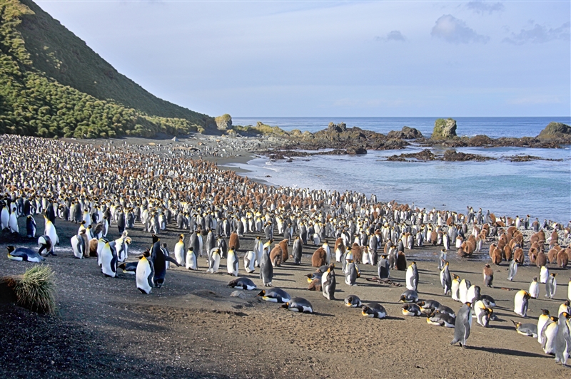 Macquarie Island 0543 m King Penguins Aptenodytes patagonicus