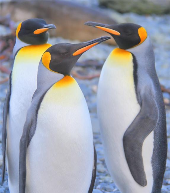Macquarie Island 0556 m King Penguins Aptenodytes patagonicus