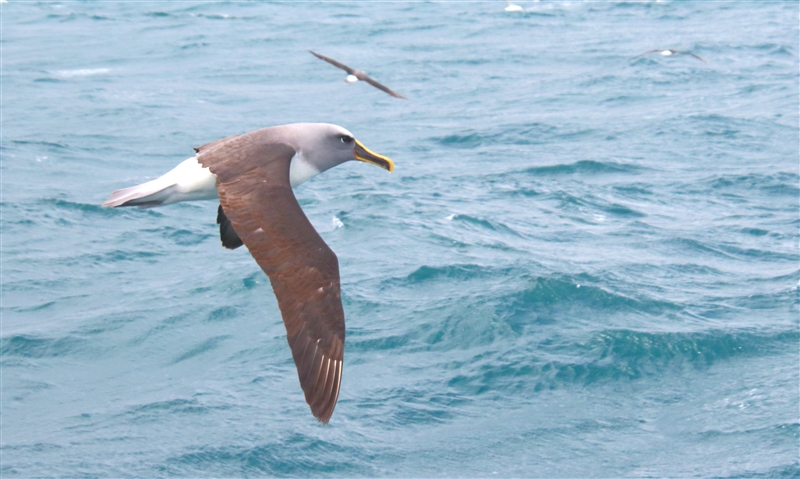 SouthEastIsland Chumming 2545 m Bullers Albatross Thalassarche bulleri & Others