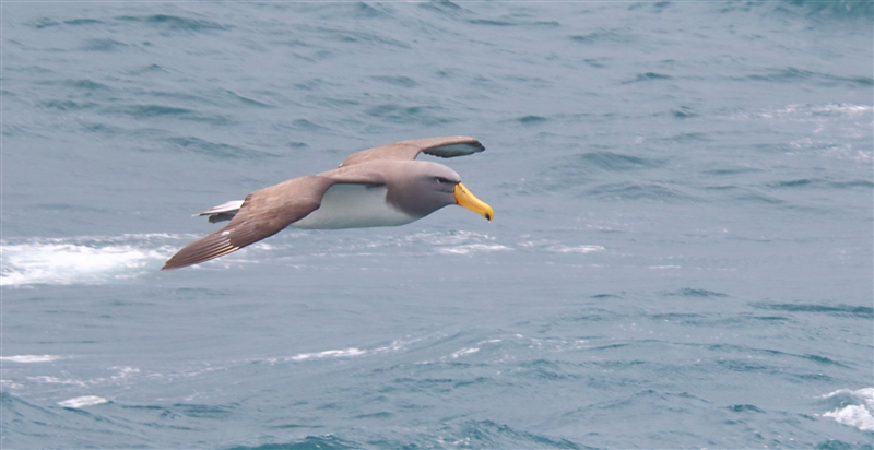 SouthEastIsland Chumming 2555 m Chatham Albatross Thalassarche eremita
