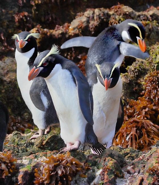 The Snares 0188 m Snares Crested Penguin Eudyptes robustus