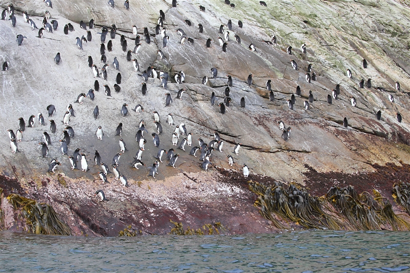 The Snares 0211 m Snares Crested Penguin Eudyptes robustus
