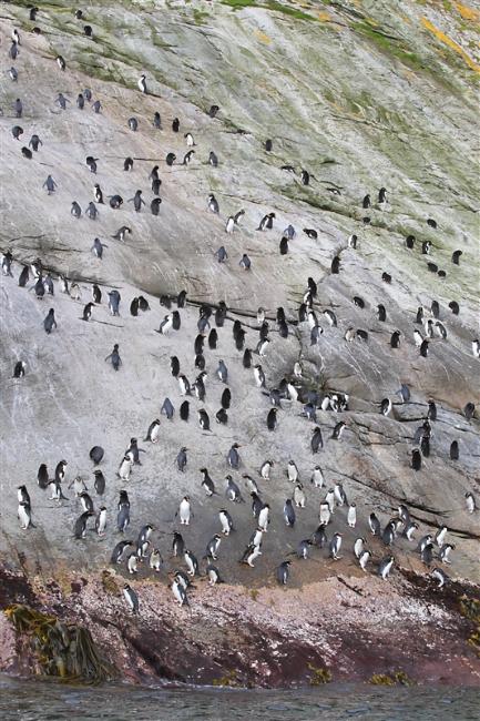 The Snares 0212 m Snares Crested Penguin Eudyptes robustus