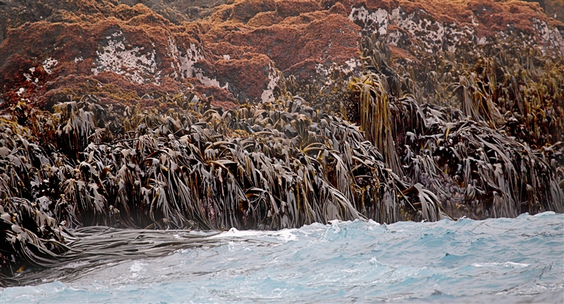 Antipodes 0701 m Kelp