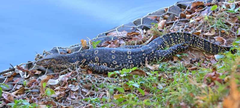 Asian Water Monitor, Kandy Lake, Sri Lanka