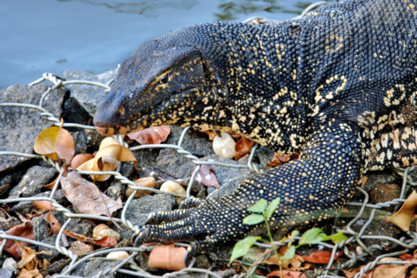 Asian Water Monitor, Kandy Lake, Sri Lanka