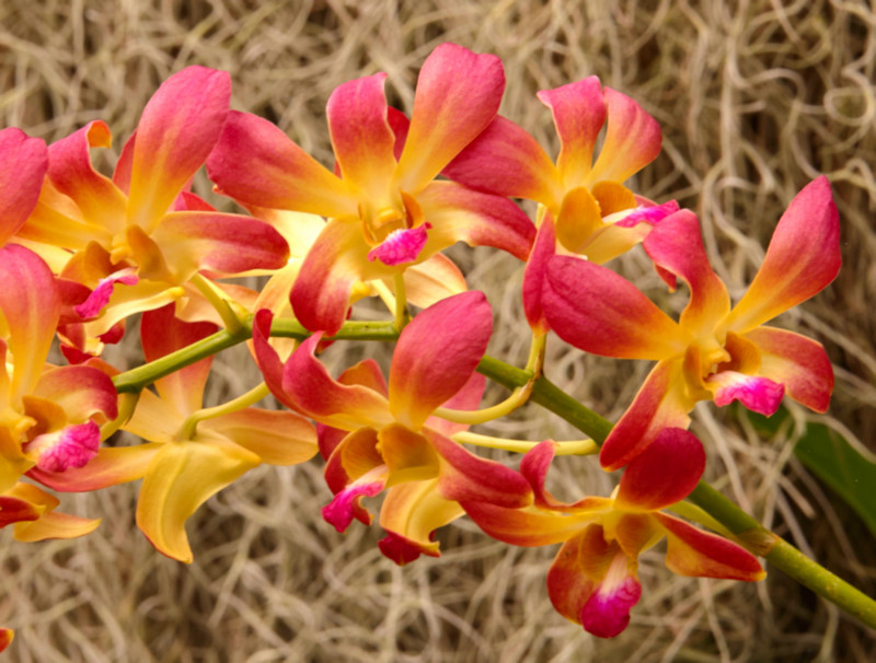 Botanic Gardens, Kandy, Sri Lanka