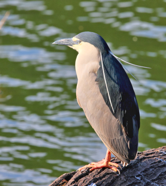 Night Heron, Kandy Lake, Sri Lanka