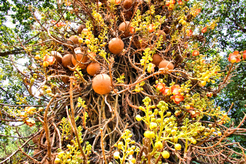 Botanic Gardens, Kandy, Sri Lanka