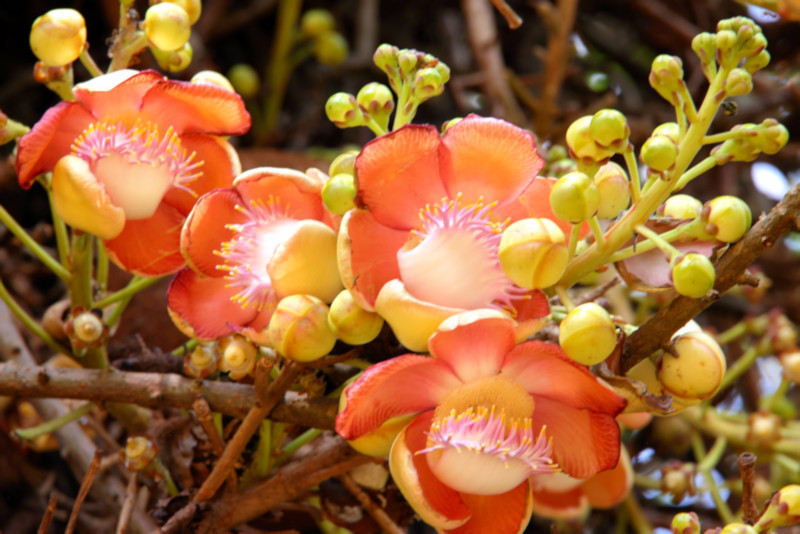 Botanic Gardens, Kandy, Sri Lanka